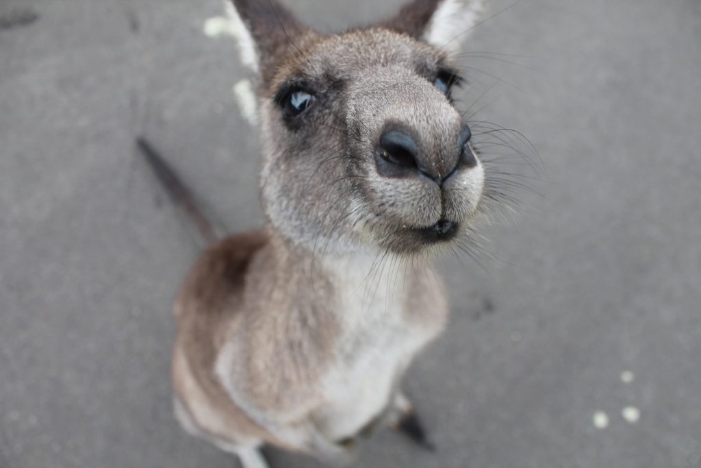 ivan-lojko-jTTe3zz8kcY-unsplash | Elope to Australia